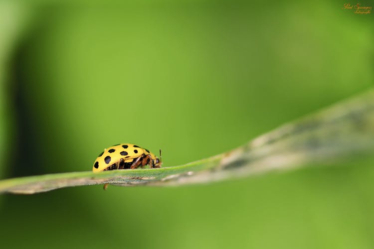 Green Lady Bug On Plant Leaf