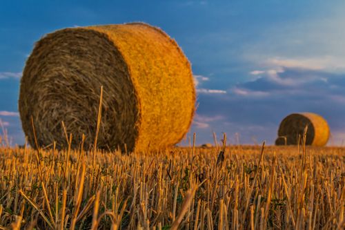 Free Warm sunset over hay bales in a harvested field with golden straw and blue sky. Stock Photo