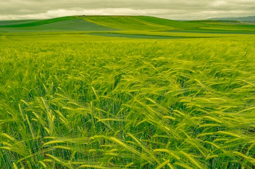 小麥, 山丘, 廣大 的 免費圖庫相片