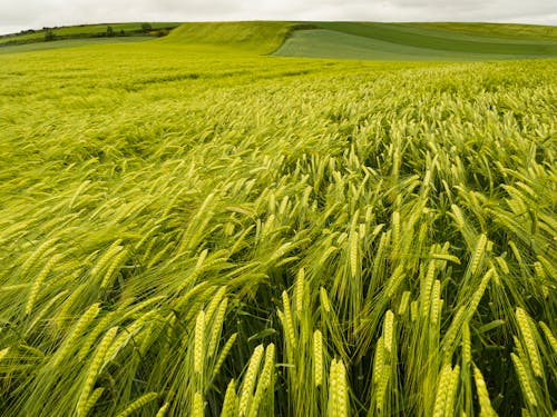 A Close-Up Shot of a Wheat Field