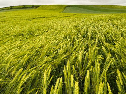 Free Vibrant wheat field stretching across a rural landscape on a cloudy day. Stock Photo