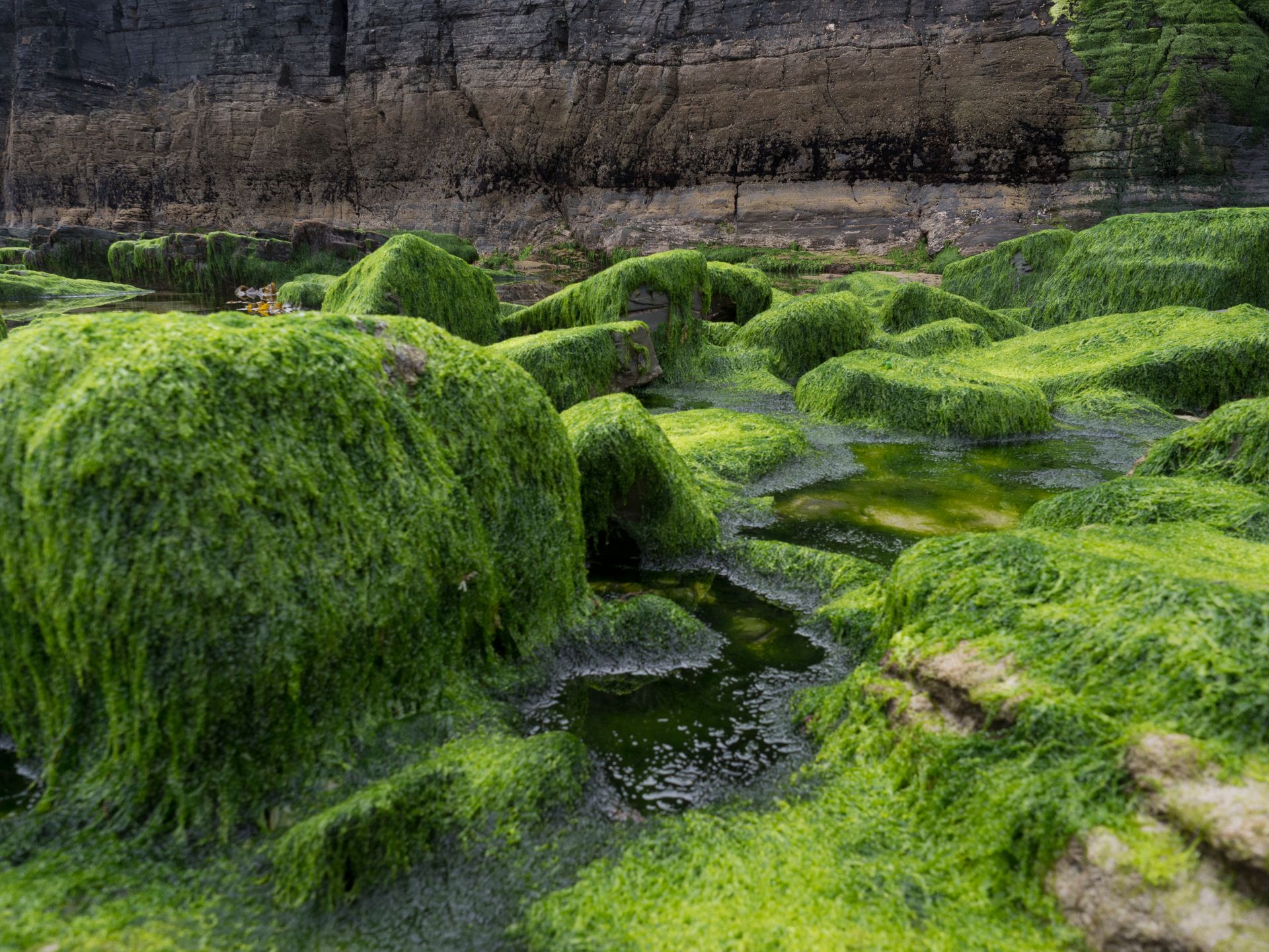 Vibrant green algae covering rocky coastal terrain, creating a striking natural landscape.