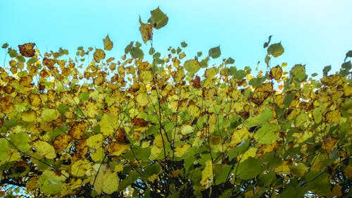 Gratis lagerfoto af grene, himmel, kraftværker