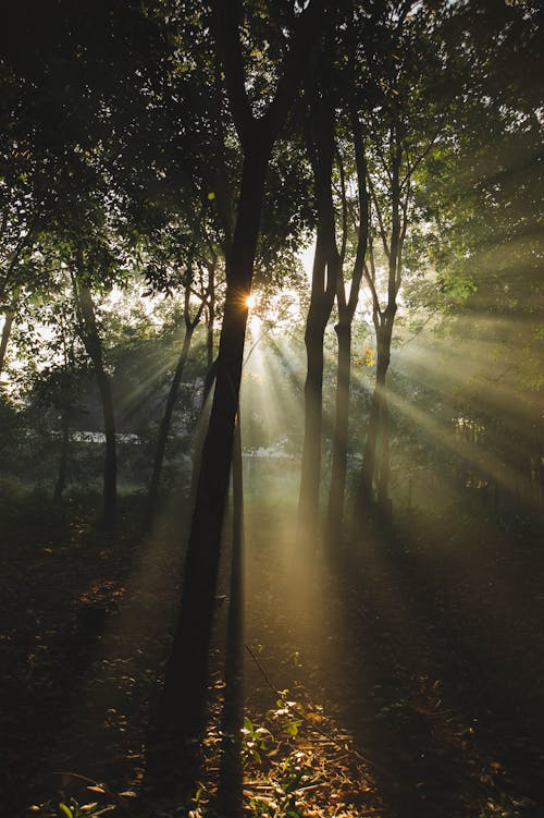 Sunlight Shining Through Trees