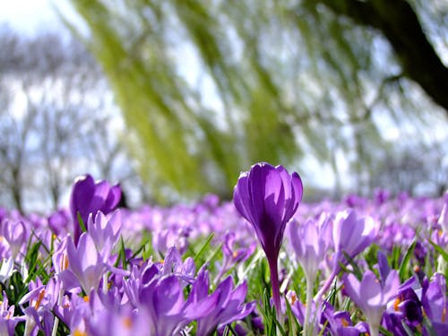 Purple Petaled Flower