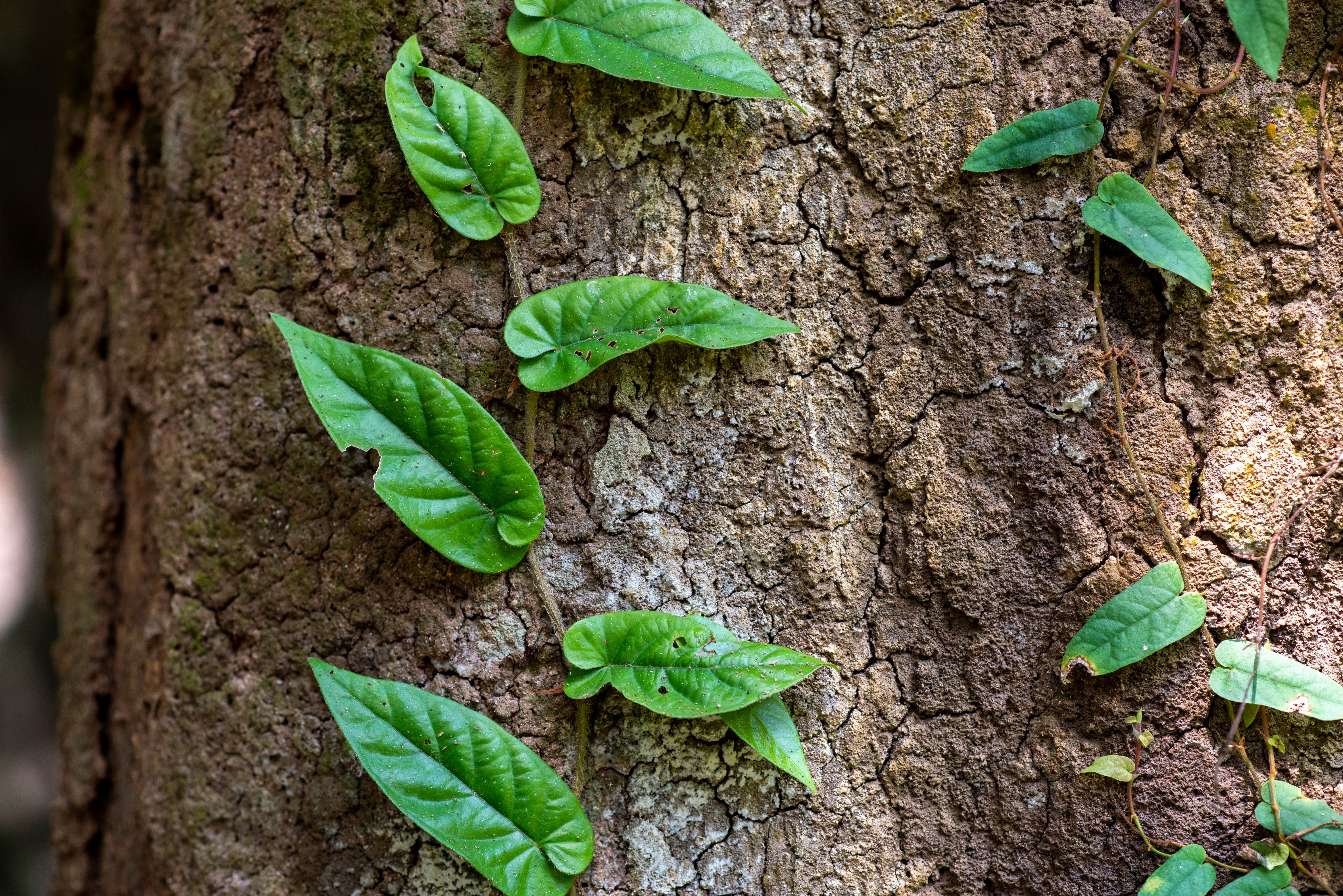 Detailed texture of tree bark adorned with lush green vines in natural sunlight.
