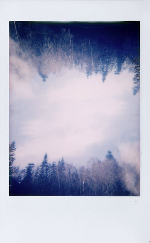 Бесплатное стоковое фото с polaroid, деревья, лес