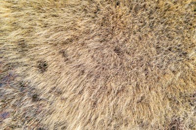 ペットケア用品