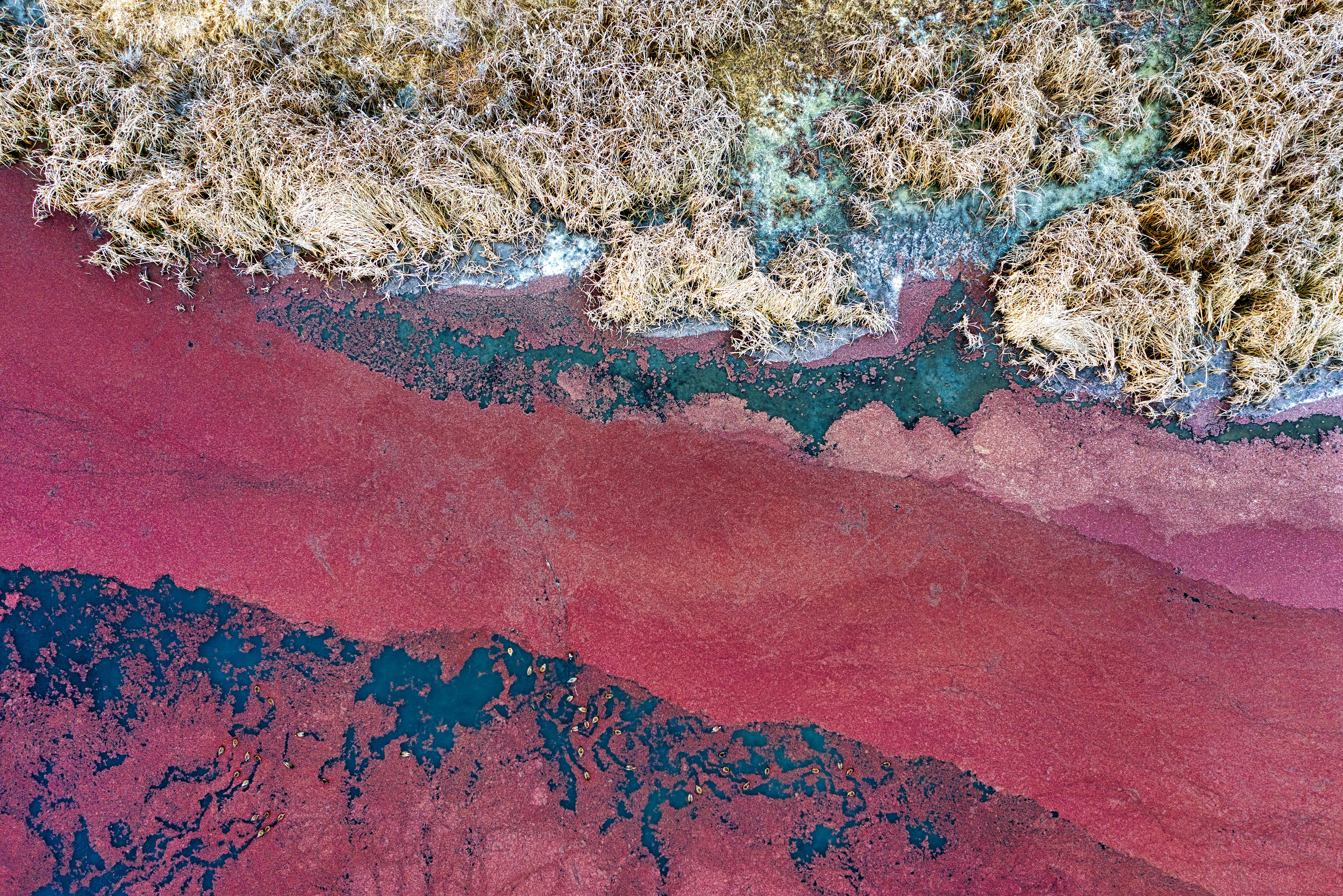 Stunning aerial view of Yakima River showcasing red algal bloom and surrounding arid landscape.