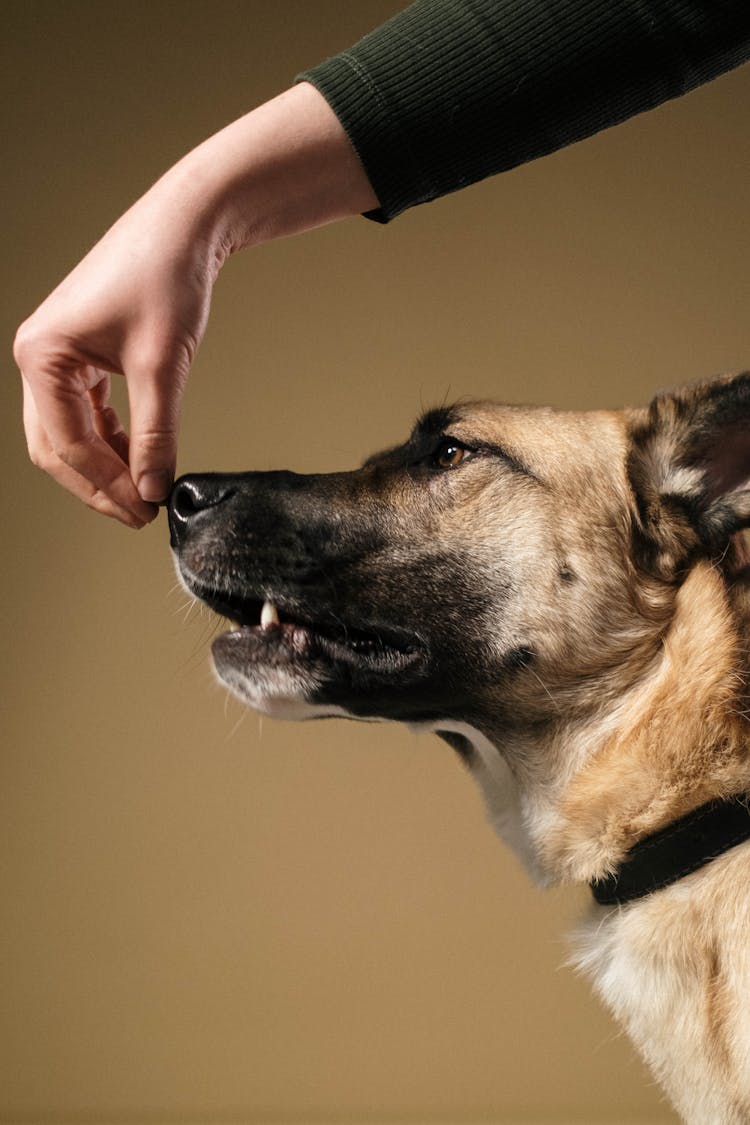 Hand On A Dog's Snout 