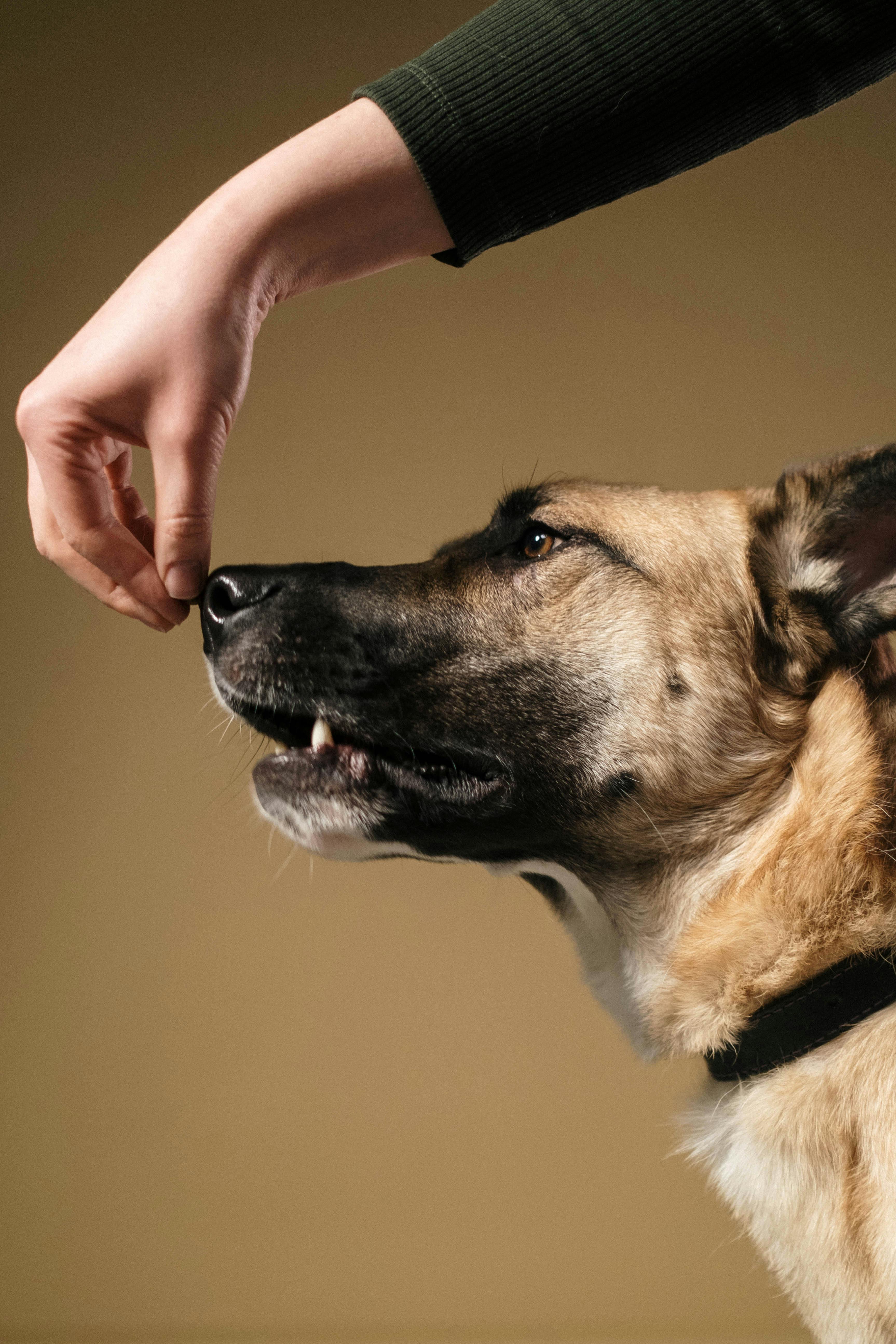 Dog Training Photos, Download The BEST Free Dog Training Stock Photos