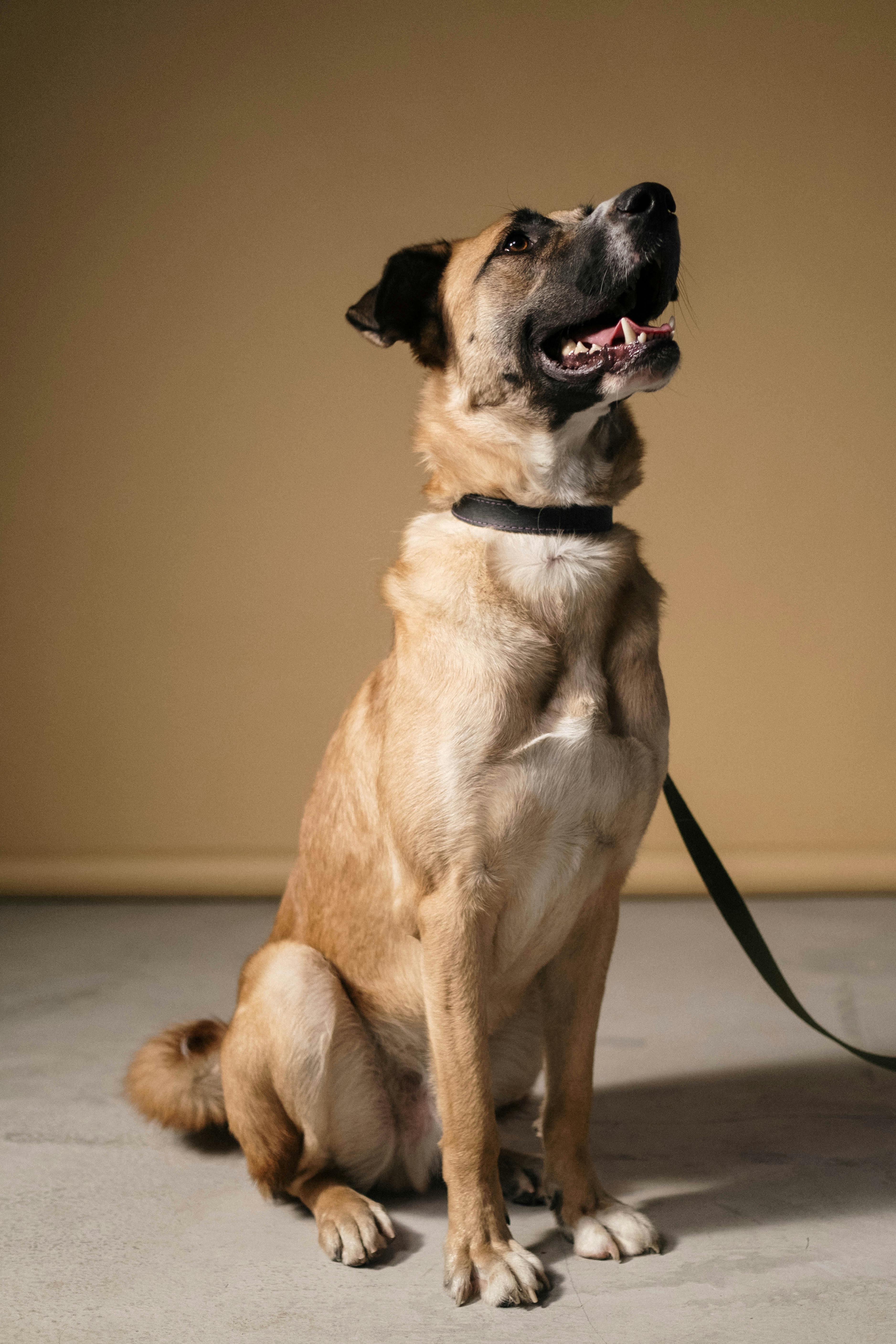 Brown dog sitting on the floor with leash, tongue out, plain background, side view.