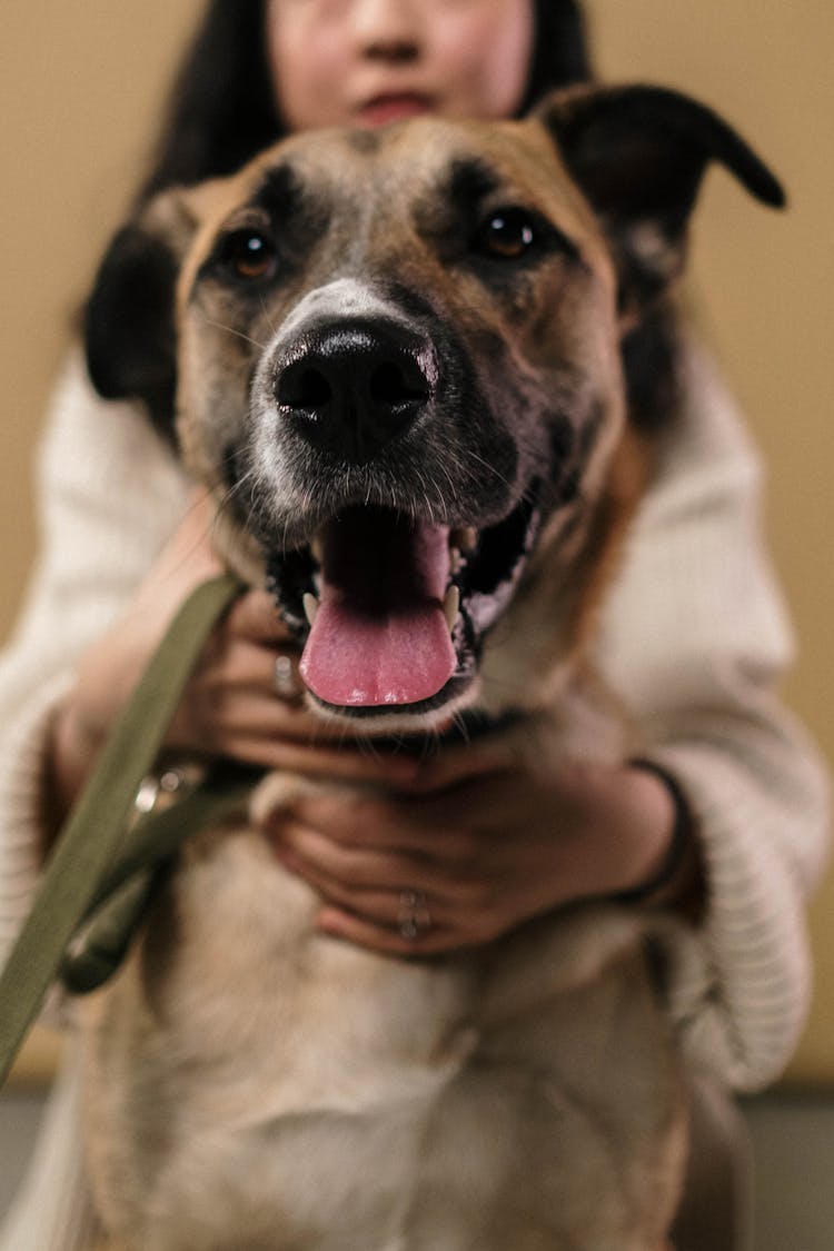 Close Up Shot Of A Dog Open Mouth 