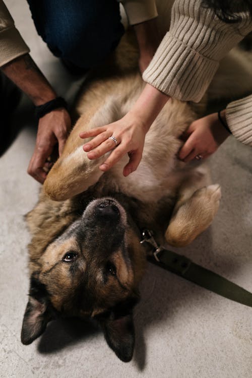 Brown Dog Lying on the Floor