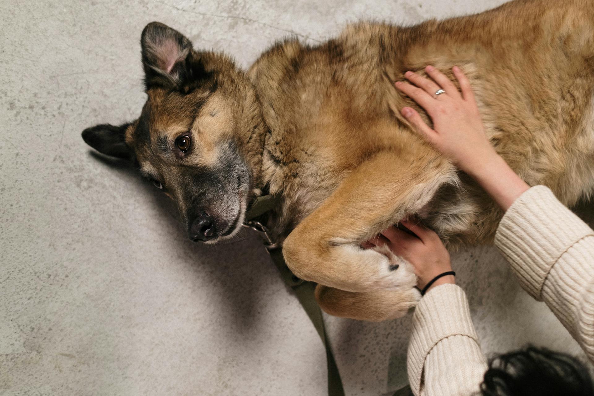 A Dog Lying on the Floor