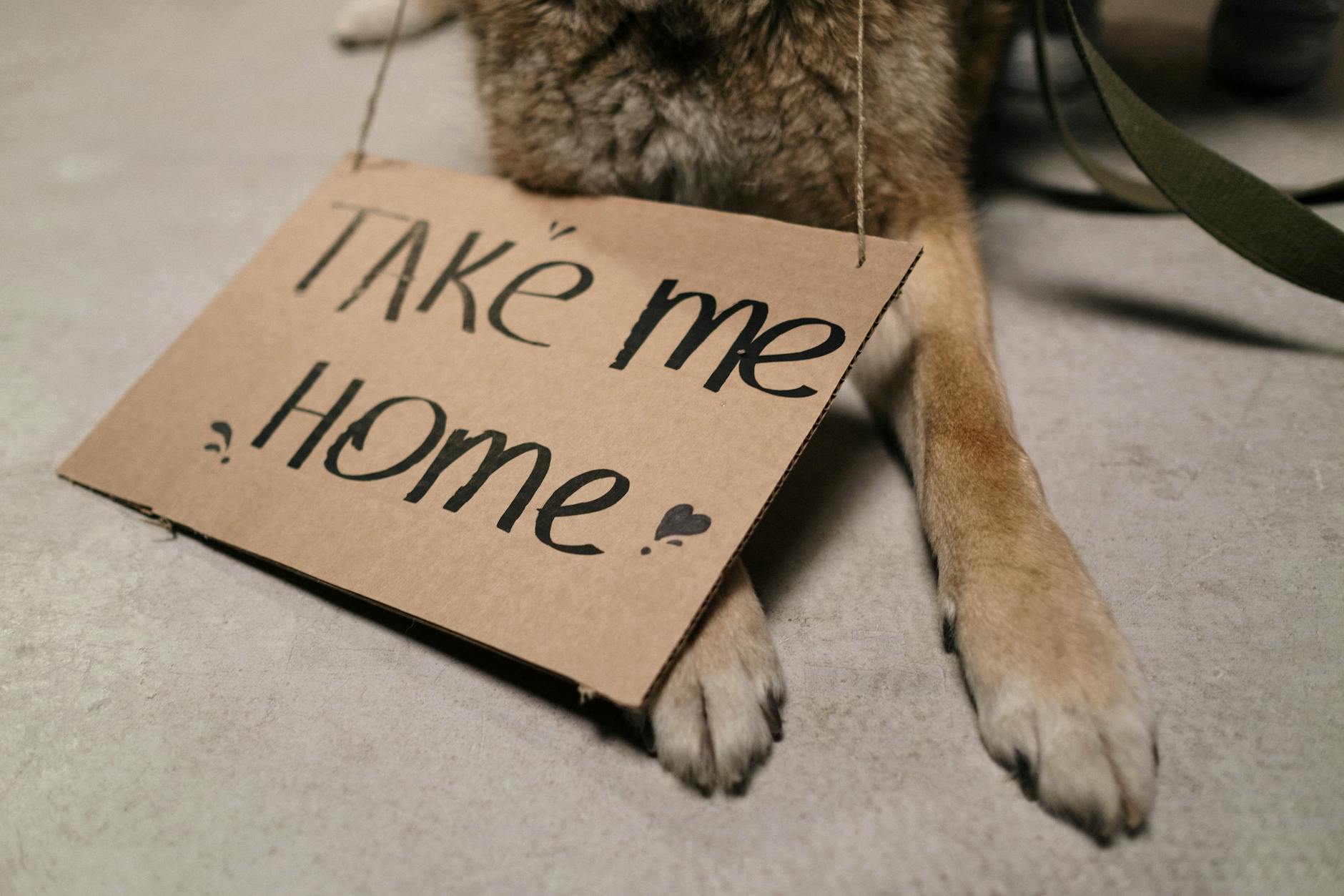 Close-up of a dog holding a cardboard sign with 'Take Me Home' message, highlighting adoption appeal.