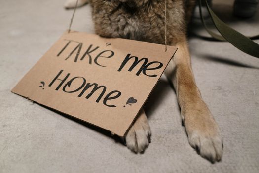 Free stock photo of animal, bow wow, box