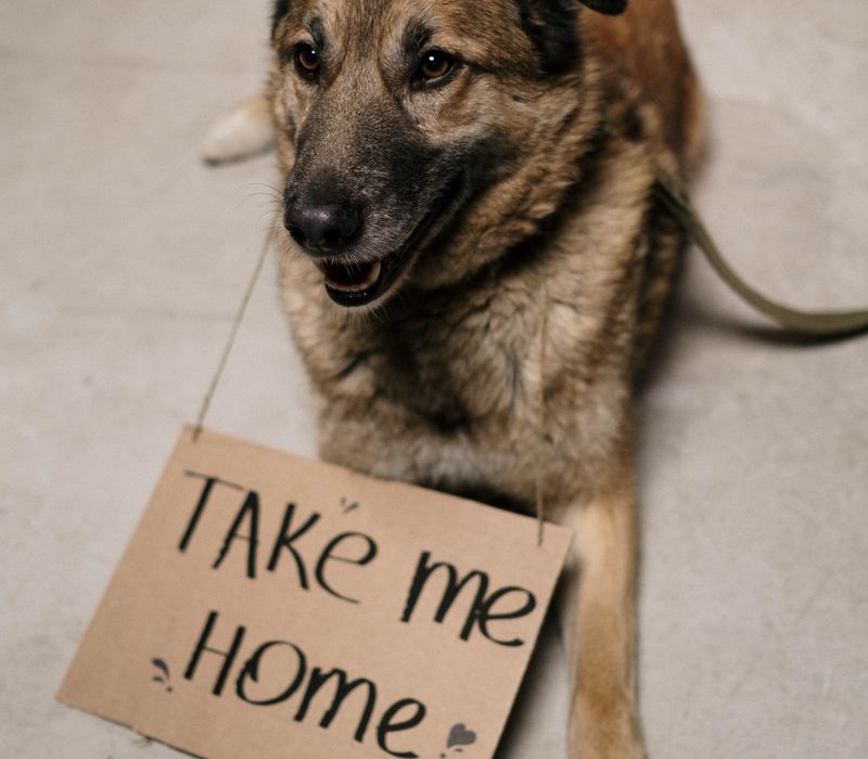 Professional dog training