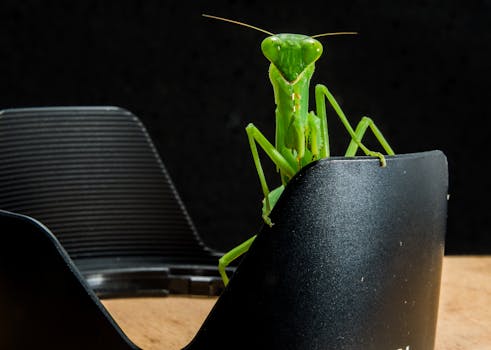 Close-up of a green praying mantis perched on camera gear, highlighting its intricate details.