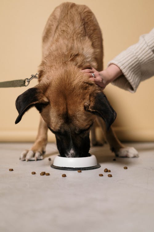 Free A Person Petting a Dog Eating Dog Food Stock Photo