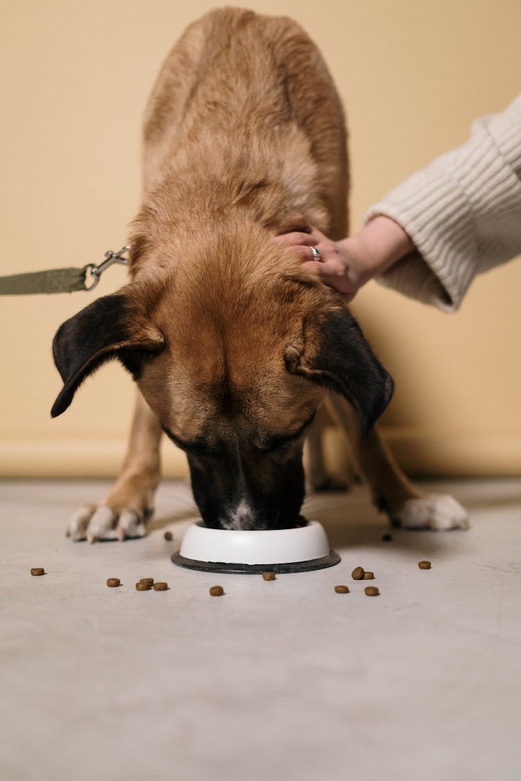 A Person Petting A Dog Eating Dog Food