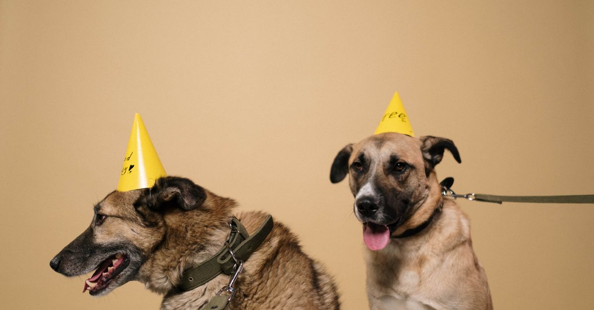 The Ultimate Dog Owner's Checklist for Choosing Dog Boarding Alternatives