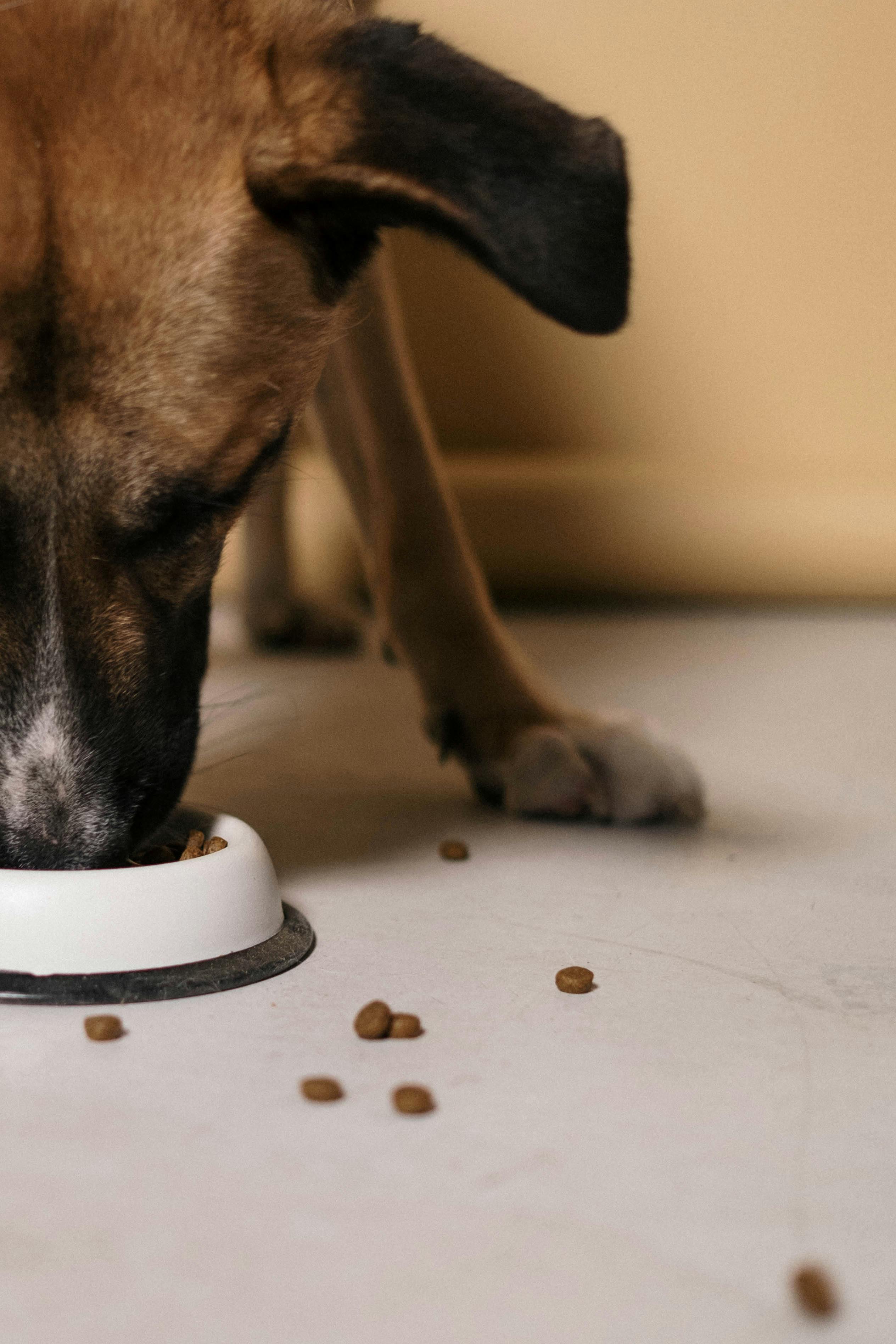 Veterinarian examining dog — medical causes why does my dog pee on my bed
