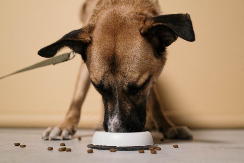 Brown dog happily eating from a white bowl
