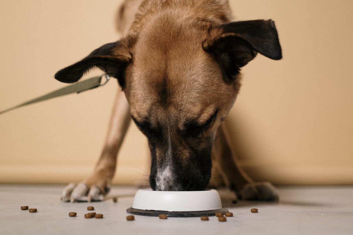 Hund Ernährung – gesundes Futter