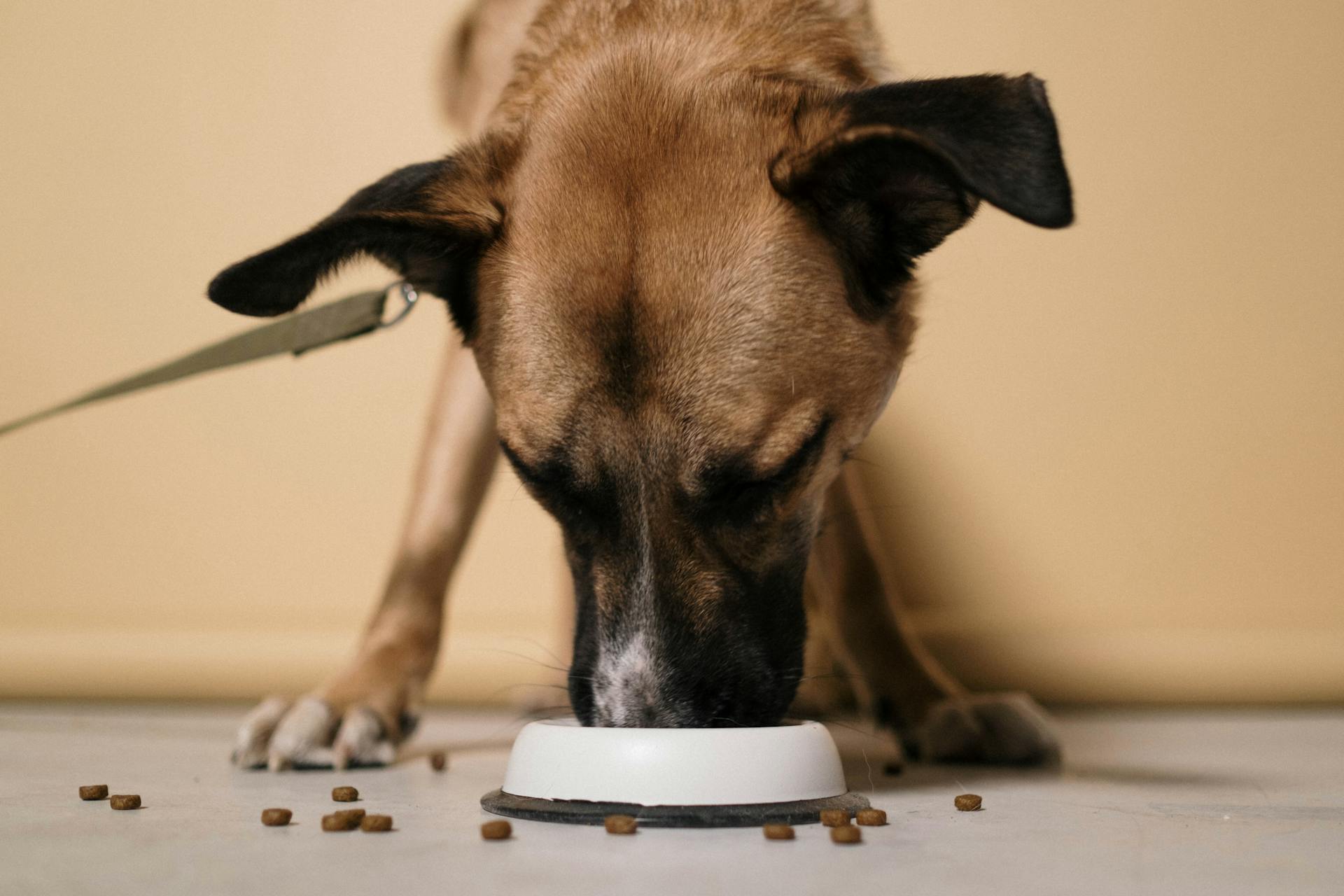 Vue rapprochée d'un chien qui mange