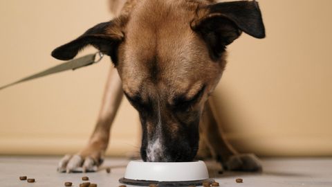 Insektenfutter für Hunde: Proteinquellen, Kosten und Verträglichkeit