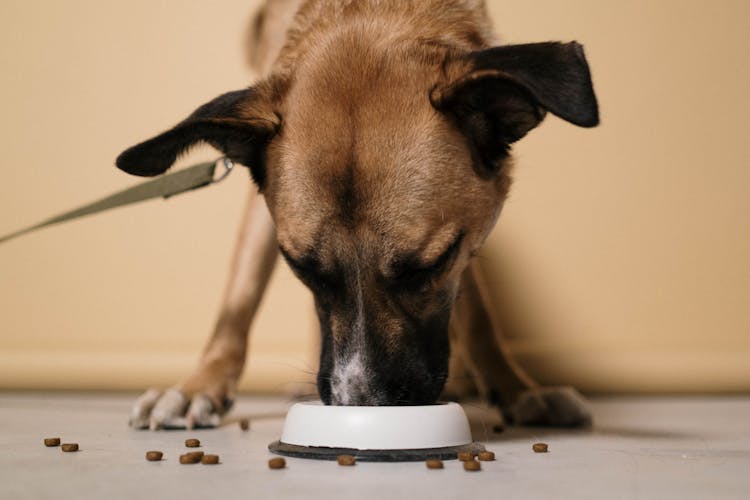 Close Up Shot Of A Dog Eating