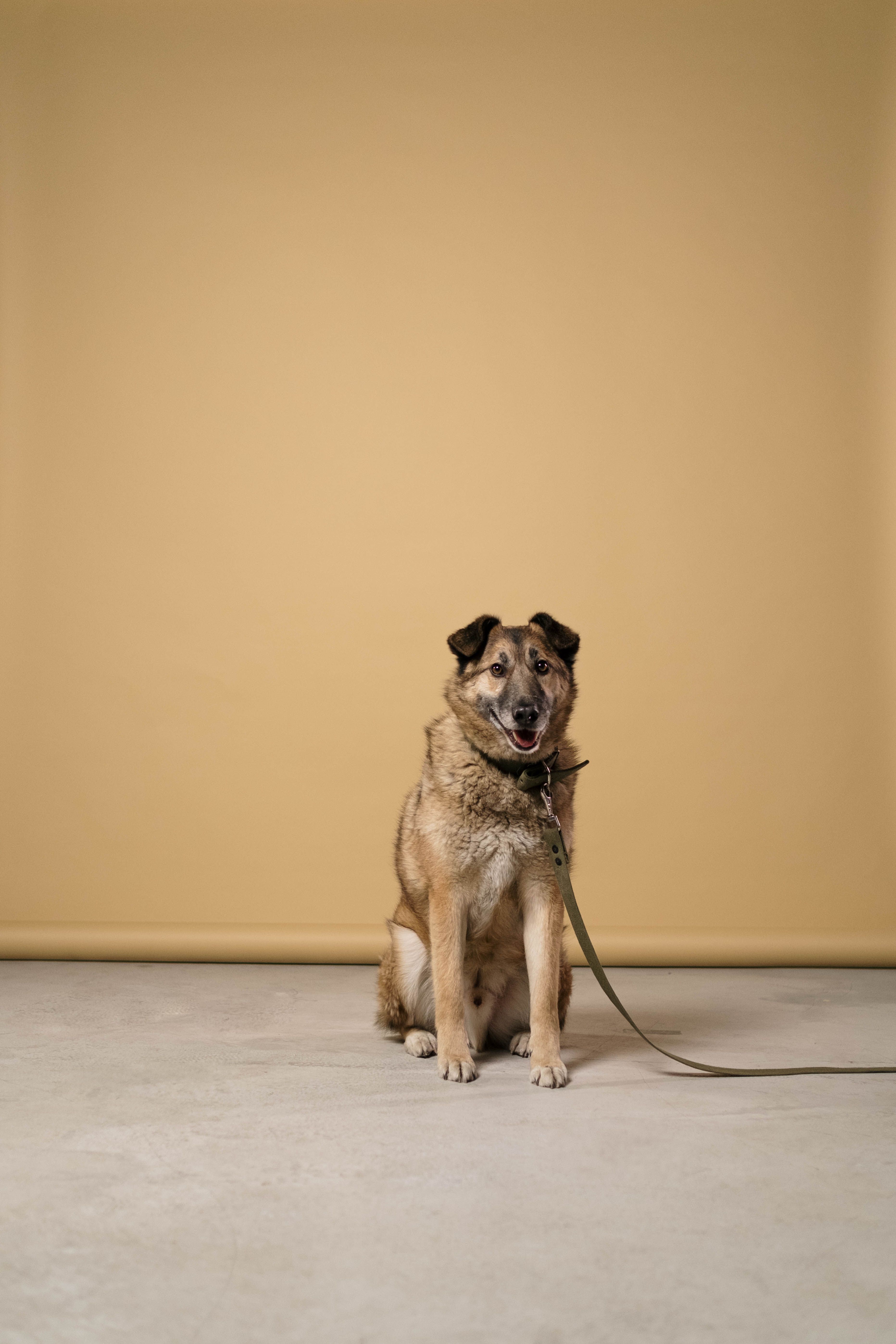 A happy dog sitting on the floor with a leash, set against a minimalist backdrop.