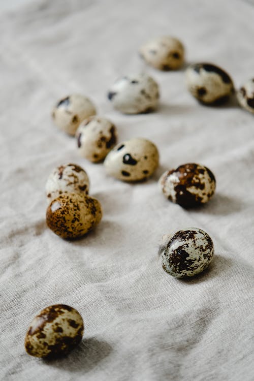 Close Up Shot of Quail Eggs