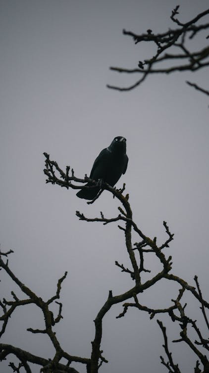A Raven Perched on a Tree Branch · Free Stock Photo