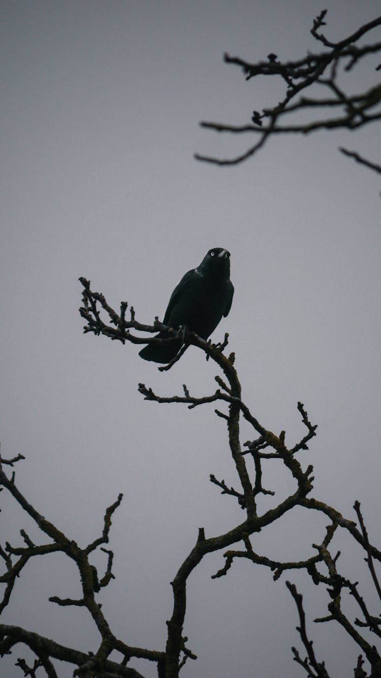 A Raven Perched On A Tree Branch