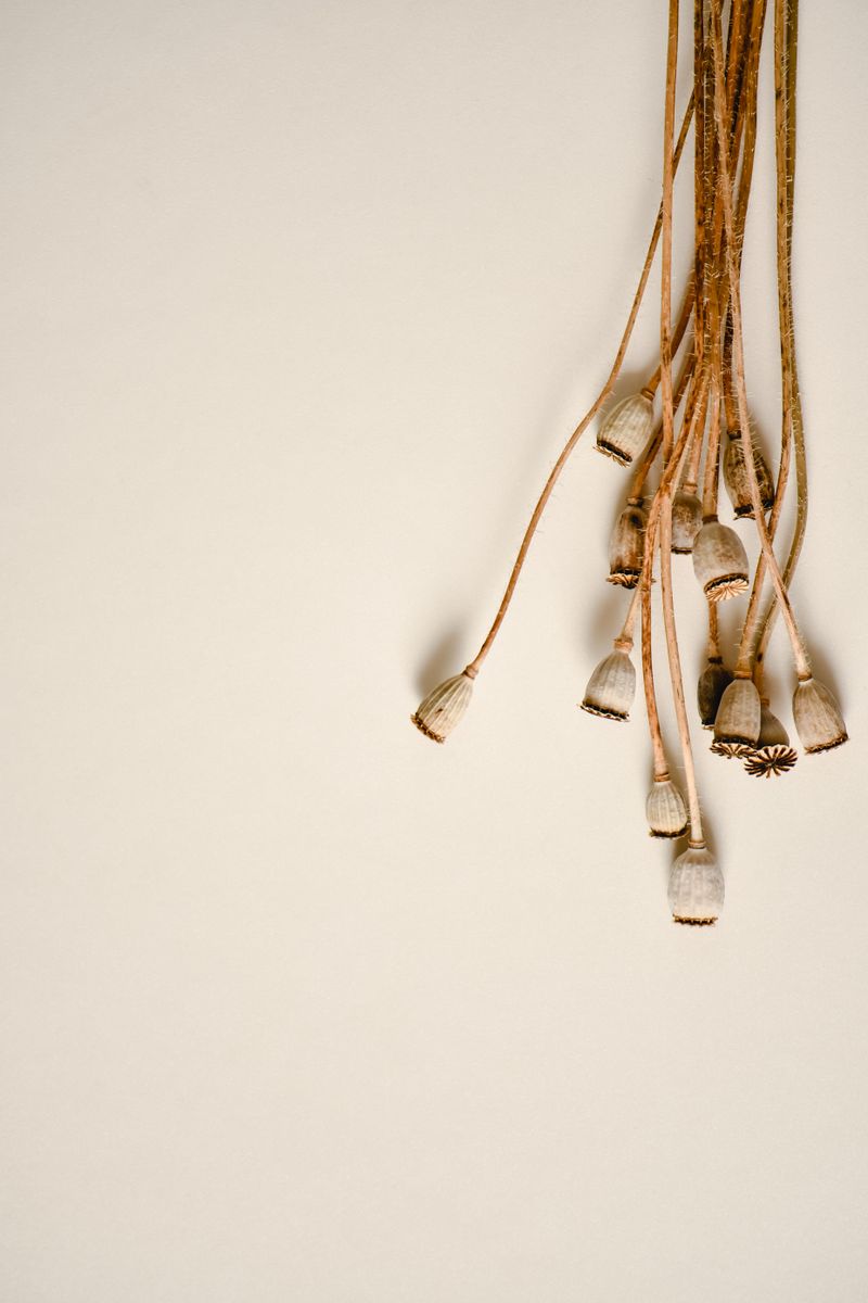 Aesthetic minimalist shot of dried poppy pods against a beige backdrop