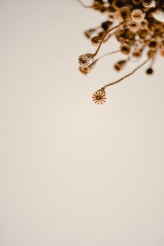 Artistic image of dried poppy heads on a beige backdrop, ideal for design use.. artistic, image, dried