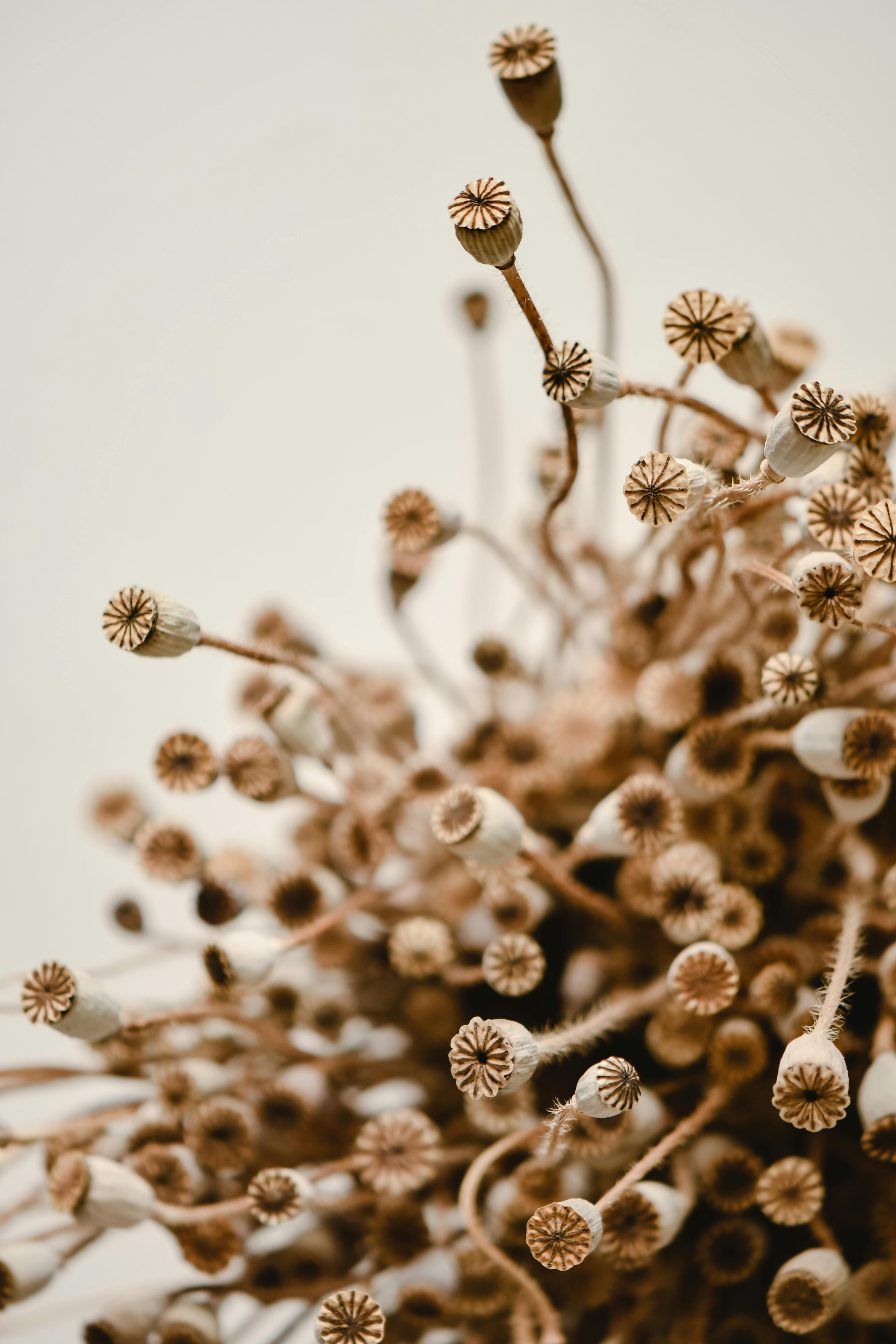 Artistic shot of dried poppy heads on a soft beige background with selective focus creating an organic aesthetic.