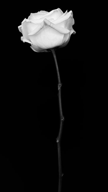 Monochrome image of a rose with petals detailed, against a solid black background.