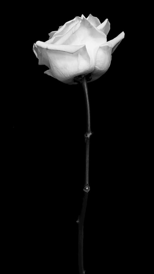 Gratis Immagine gratuita di bianco e nero, fiore, rosa bianca Foto a disposizione
