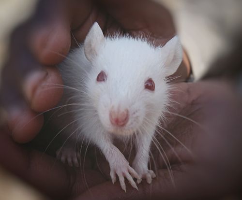 Free A cute white rat with pink eyes being gently held in human hands, showing tenderness and care. Stock Photo