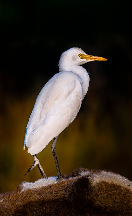 White egret on back of hairy animal