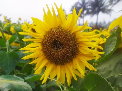 Free stock photo of flower, sunflower Stock Photo