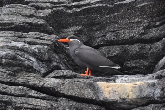 Black Bird in Close Up Photography