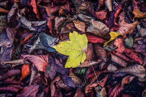 Безкоштовне стокове фото на тему «висушене листя, осіннє листя, осінь» стокове фото