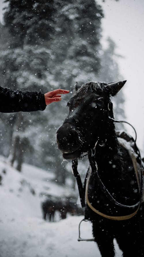 Gratis Immagine gratuita di animale, cavallo nero, freddo Foto a disposizione