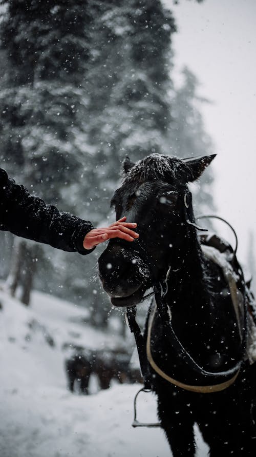 Základová fotografie zdarma na téma černý kůň, dotýkání, ruka