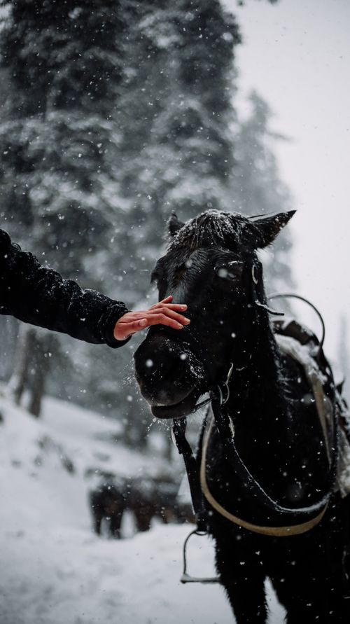 Free Black horse standing in a snowy forest with a person touching its head, capturing winter serenity. Stock Photo