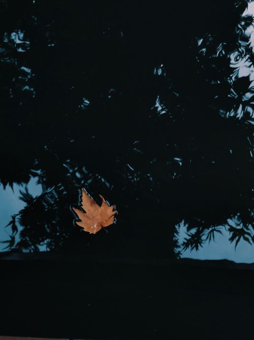 Free A single maple leaf floats on tranquil water reflecting dark silhouettes. Stock Photo